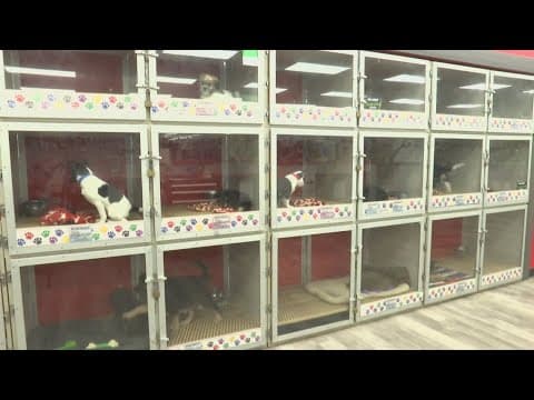 House bill that would void bans passed on puppy sales in Indy moves out of committee