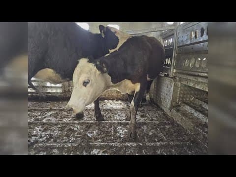 Several injured after series of crashes in Loudon County on I-75 involving a loose cow and a DUI