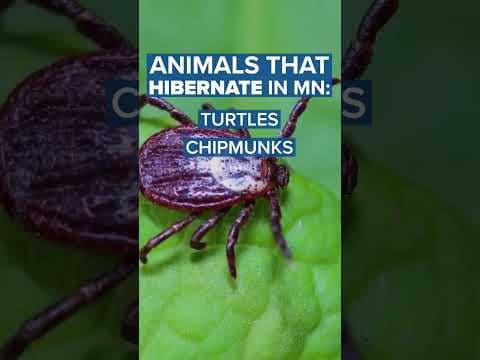 #shorts Animals that hibernate in #Minnesota
