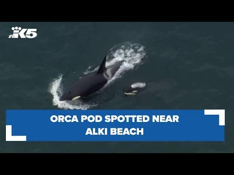 Orca pod spotted near Alki Beach