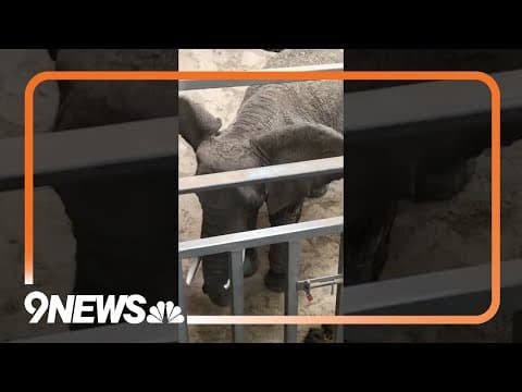 Colorado court may decide if elephants have the same rights as people