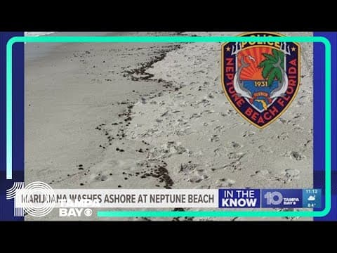 Not your typical seaweed! Marijuana washes up on Neptune Beach shore