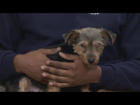 Louisiana SPCA tackles pet hunger during Super Bowl LIX in New Orleans