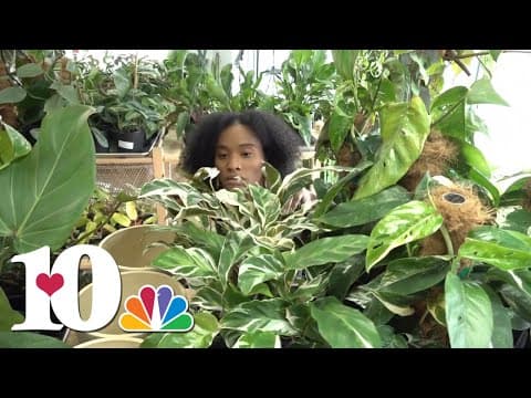 Oglewood Avenue, Knoxville's modern houseplant boutique