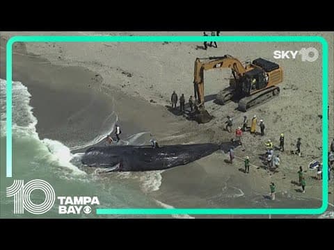 Researchers begin necropsy on beached sperm whale in Venice