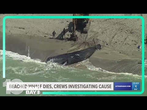 No swim advisory in place after 43-foot whale stranded on Venice Beach