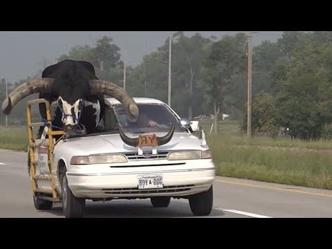 Giant watusi bull named Howdy Doody rides shotgun in car