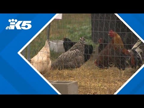 Animal sanctuary that took in roosters from Buckley cockfighting ring say they are not aggressive