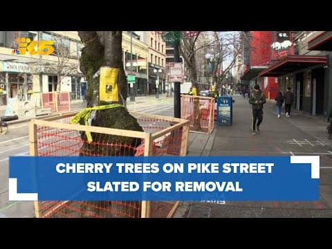 Aging cherry trees in Seattle to be removed