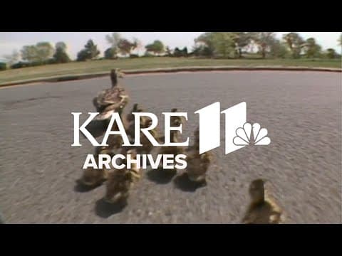 Ducks (1987) | From the Archives