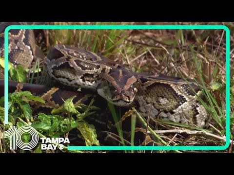 Recent hurricanes may have spread dozens of invasive species across Florida