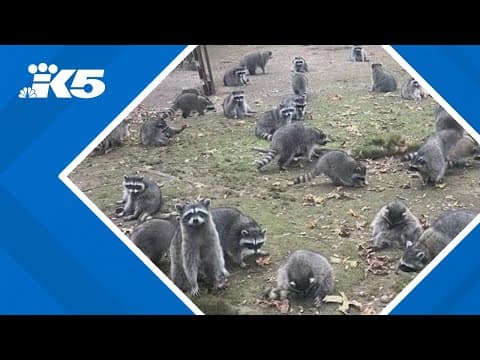 Poulsbo woman calls authorities after finding over 100 raccoons outside her home