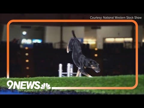 Xtreme Dogs perform live on 9NEWS Mornings