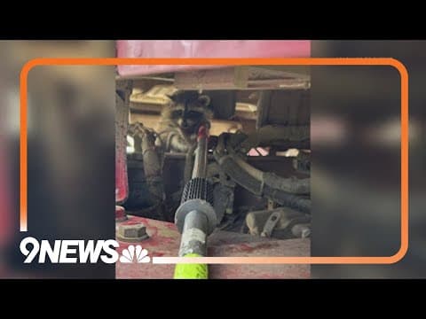 Driver finds baby raccoon in unlikely place