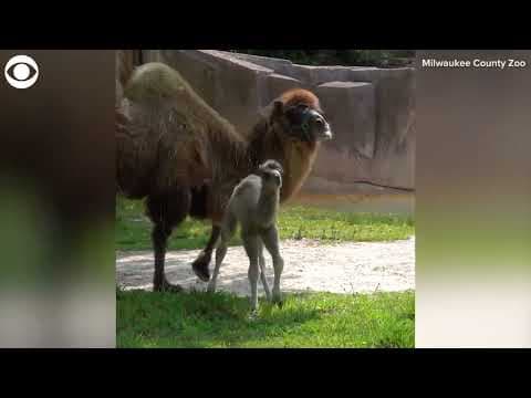 Baby camel born at zoo in Wisconsin