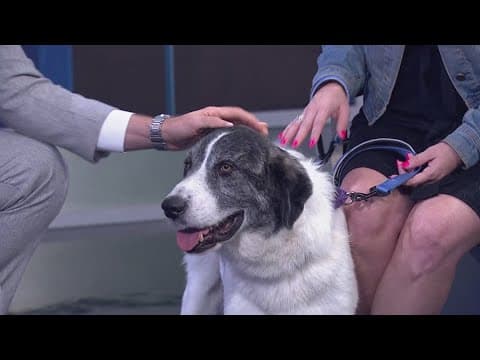 Russo is a chill dog who is looking for a forever home!