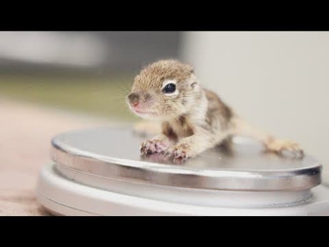 Spring into action | Humane Society hosts virtual baby shower to prep for surge of baby animals