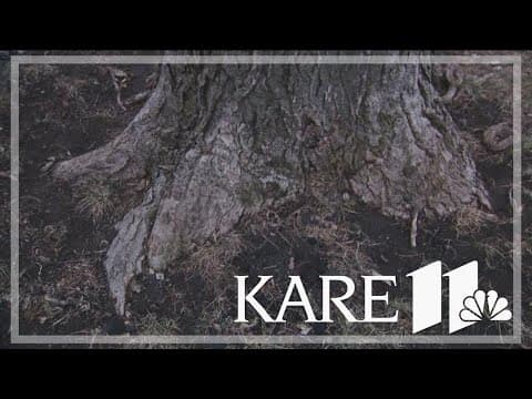 Warm winter has  potential to be 'incredibly damaging' for MN trees