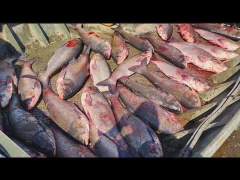 Crews pull 30 invasive carp from Mississippi River Pool 6 near Winona