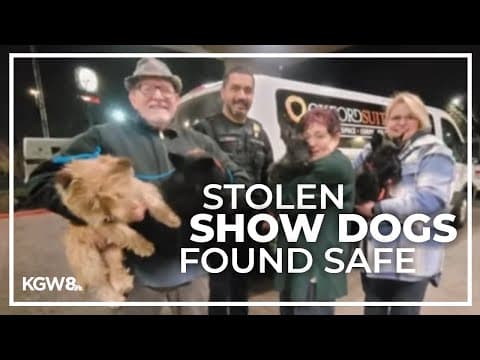 Four show dogs returned to owners after stolen van was recovered