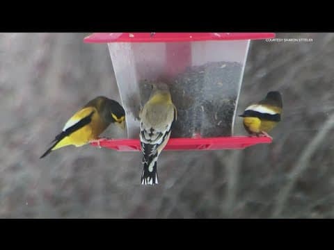 How you can help birds on their annual migration