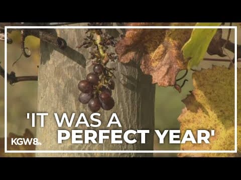 ‘Perfect year’: Oregon’s wine industry expects rebound after lackluster years