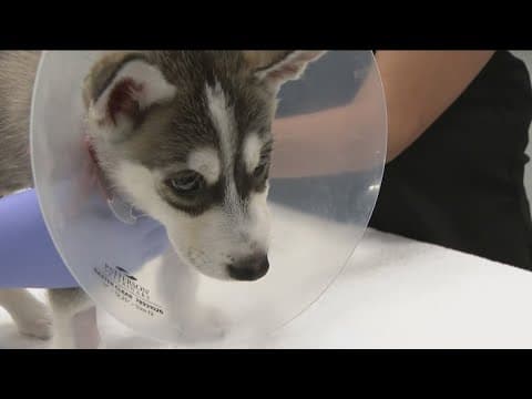 Nationwide drops 100,000 pet insurance policies