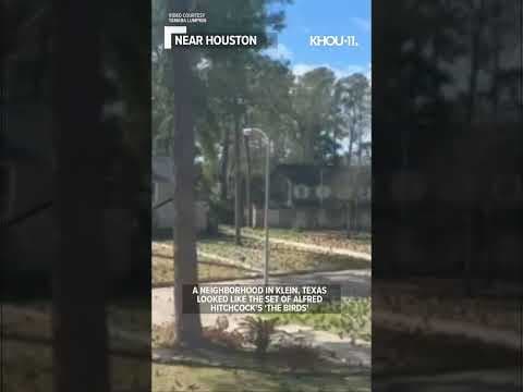Watch: Hundreds of birds take over a neighborhood north of Houston!  #shorts