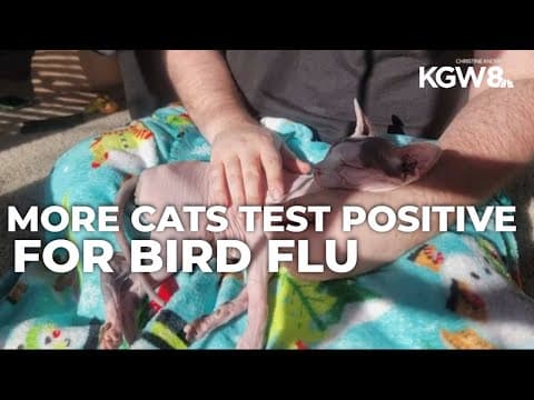 2 cats in Clackamas County get bird flu after eating raw pet food brand Wild Coast Raw