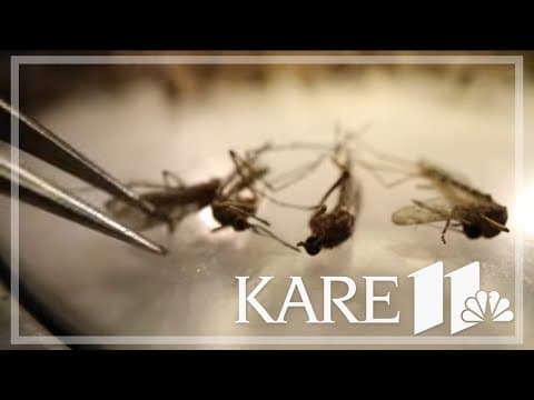 How long will mosquito surge in Midwest last?