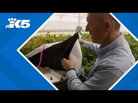 Slow process over Whatcom water rights worries farmers