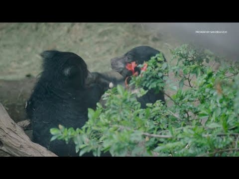 Two sloth bear cubs named at San Diego Zoo