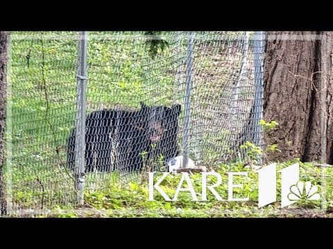 Bear wandering in Minneapolis killed by DNR