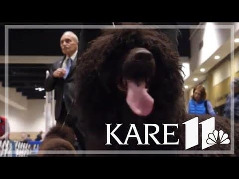 Hundreds of wagging tails this weekend at St. Paul RiverCentre