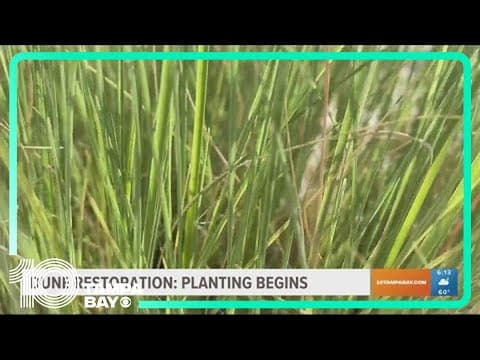 Dune restoration project now planting vegetation