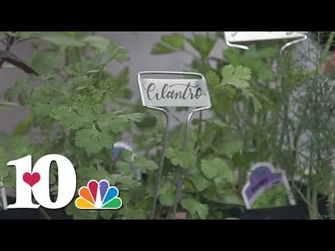 How to ensure your herbs will thrive in the right environment