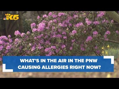 What's in the Pacific Northwest air causing your allergies right now?: HealthLink