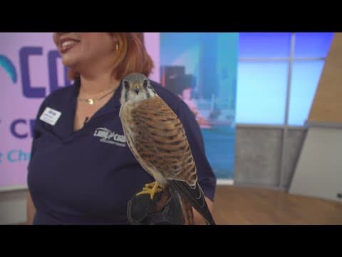 Living Coast Discovery Center holding Spring Break Wildlife Camps & Animals on the Bay Day