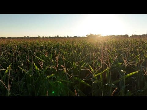 Ode to corn: Historical context behind its continued cultural significance