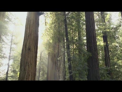 Meet the scientists that are working to save California’s giant sequoias and redwoods