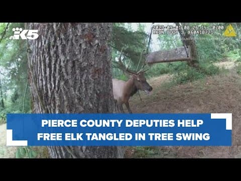 Pierce County deputies help free an elk with its antlers stuck in a tree swing