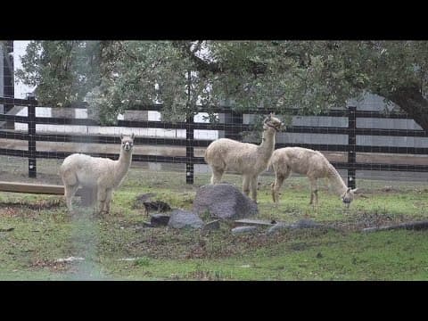 Alpacas rescued from Central California farm arrive in San Diego