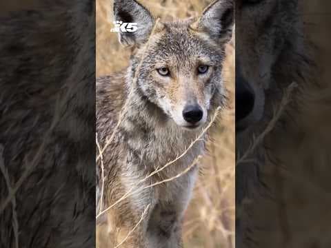 5-year-old boy attacked by coyote in Renton