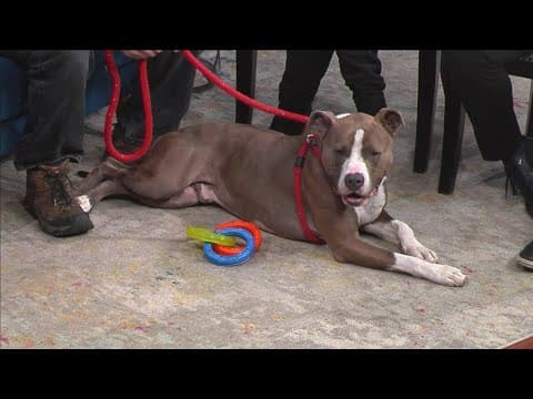 4-year-old Pit Bull mix loves kids and loves to cuddle