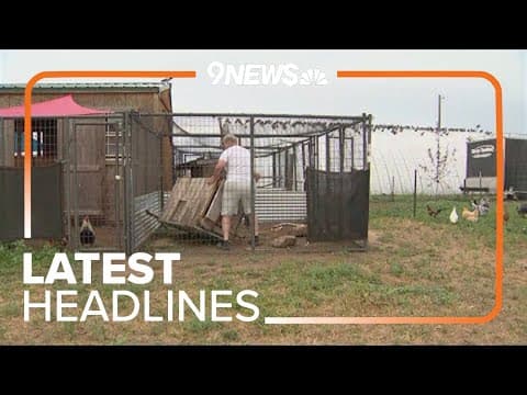 Latest headlines | Rooster sanctuary's coops tossed by storm's fierce winds near Bennett