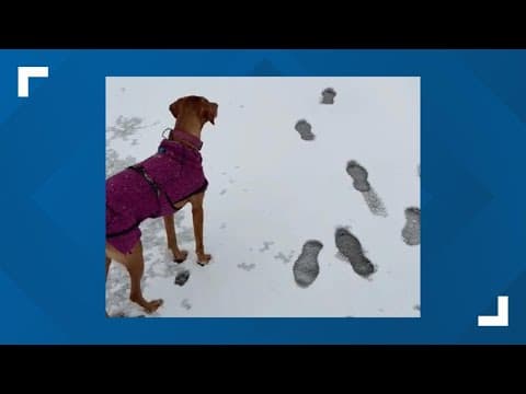Dog, kids play in snow in Houston Heights