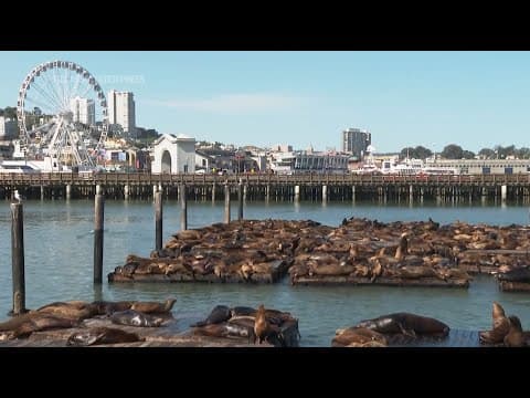 Record number of sea lions have crashed on San Francisco's Pier 39, the most counted in 15 years