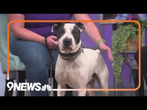 Playful dog needs a forever home