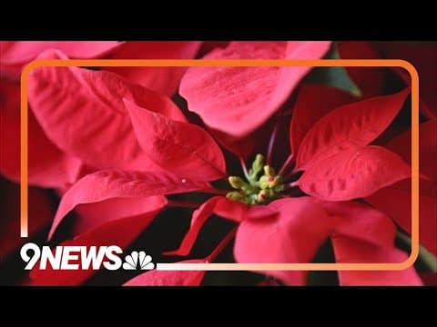 How to care for poinsettias