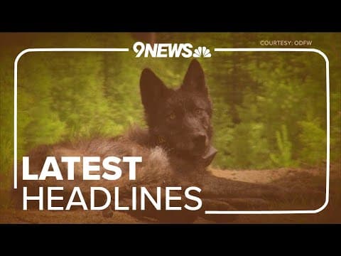 Latest Headlines | Colorado could bring wolves from Oregon, lawsuit seeks to stop state as ranchers